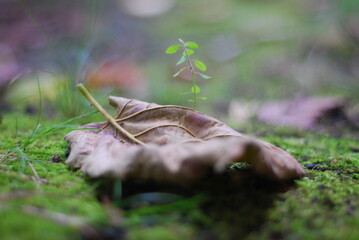 Dry autumn leaf on the ground