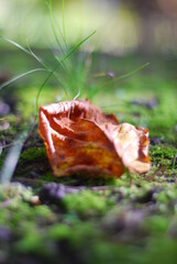 Autumn leaf on the ground