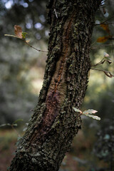 tree with greenish and cracked bark with reddish inner knot, Catalonia, Spain