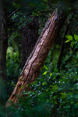 Fototapeta premium reddish trunk without bark in deep forest, Catalonia, Spain