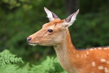 草を食べた後の鹿