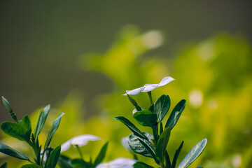 Catharanthus roseus, commonly known as bright eyes, Cape periwinkle, graveyard plant, Madagascar...