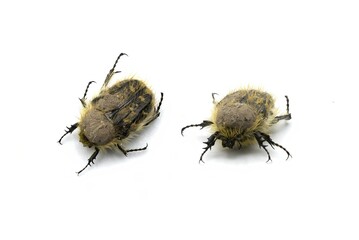 Tropinota squalida is a species of beetle belonging to the family Scarabaeidae, subfamily Cetoniinae, white background