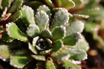 Skalnica Rubra saxifraga