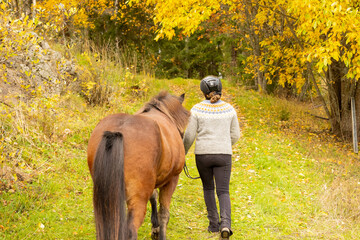 
Icelandic horse in autumn season enviroment in Finland. Female rider walking the horse.
