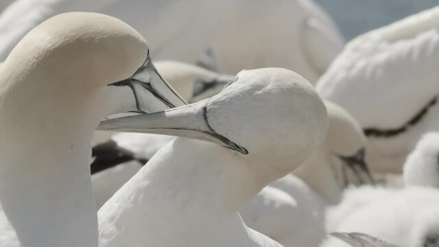 gannets in summer - heligoland, germany