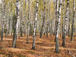 Fototapeta premium slender white trees birch grove in autumn