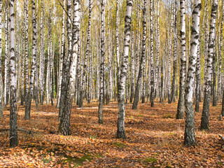 Fototapeta premium slender white trees birch grove in autumn