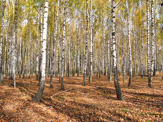 slender white trees birch grove in autumn