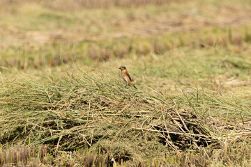稲刈り後のノビタキ