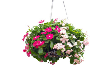 Fresh catharanthus roseus or Madagascar periwinkle flower bloom and hanging in back plastic pot in...