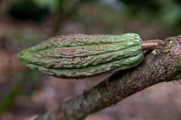 Cocoa pod in a plantation in Intag valley, Ecuador.
