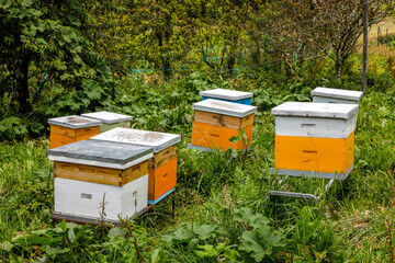 Organic farmer's hives in Carchi, Ecuador. Client of Banco Desarrollo microfinance institution.
