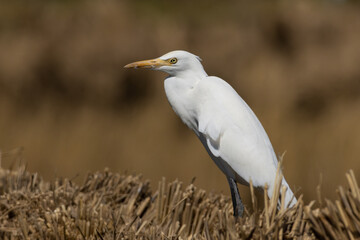 稲木に立つ白鷺