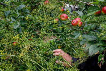 Organic farmer in Carchi province, Ecuador