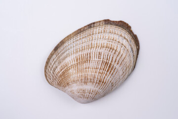 Seashell isolated on white background. Close-up view.