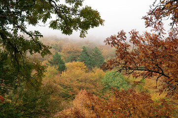 Fototapeta na wymiar Autumnal forest in fog