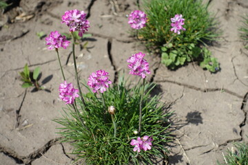 Obraz premium Pink flowers of sea thrift in mid May