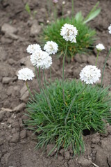 Globes of white flowers of sea thrift in June