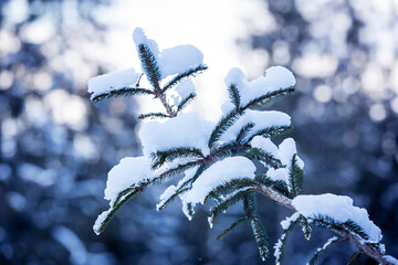 Pine branch under snow
