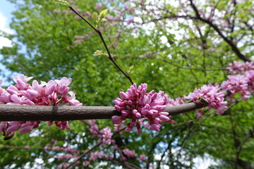 Buds and pink flowers of cercis canadensis in April