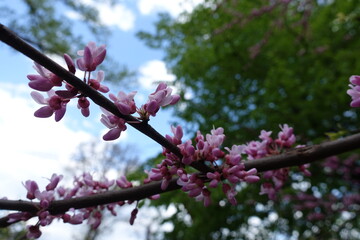 Flowering branch of cercis canadensis against blue sky in April