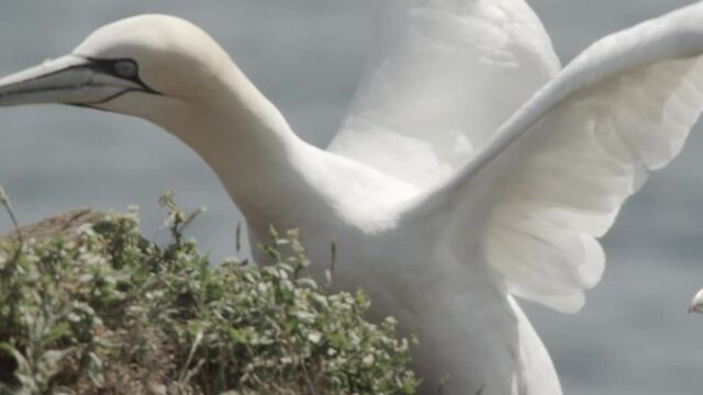 Gannets on the German island Heligoland