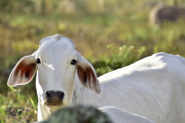 Vaca