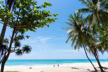 Obraz na płótnie Canvas Coconut trees on beach on island blue sky and clouds background..