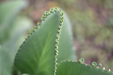 Naturaleza en closeup