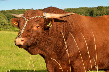 Magnificent and powerful Salers breed bull