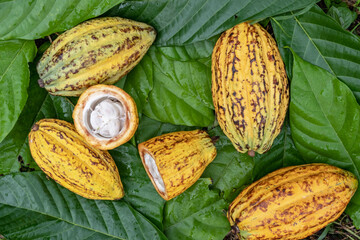 cut in half of cocoa pods and fresh cocoa fruit