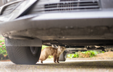marten underneath a car looking for shelter