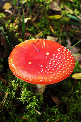 Amanita, mushroom close-up. Red fly agaric with white dots on a background of moss. Bokeh, background.