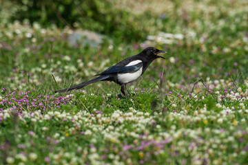 Eurasian Magpie (Pica pica) perched on grass