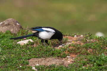 Eurasian Magpie (Pica pica) feeding on grass