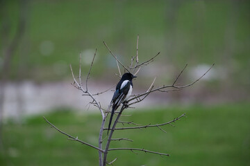 Eurasian Magpie (Pica pica) perched on a tree branch