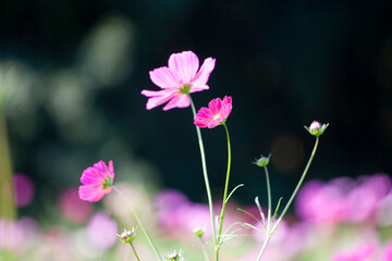 Fototapeta premium コスモス 秋桜 Cosmos