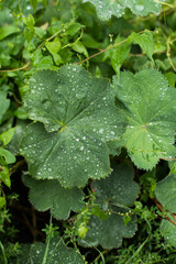 rain drops on green leaves