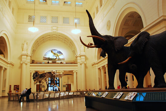 The Main Room of the Field Museum of Natural History in Chicago