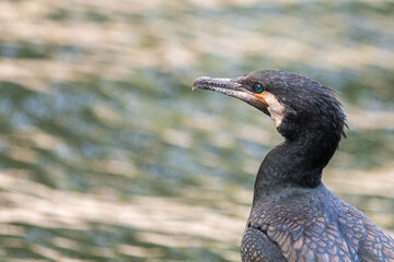 Cormorant