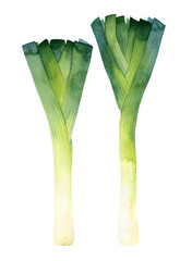 Isolated watercolor leek on white background