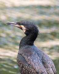 Cormorant