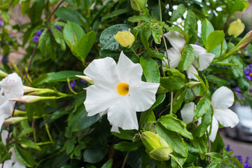 white and yellow flowers