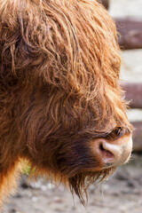Snout of domestic cattle with rusty fur in detail.