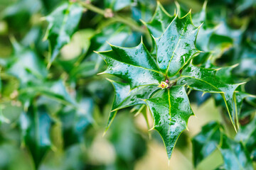Ilex aquifolium - European holly stem part with leaves outdoors in nature.