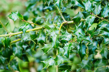 Ilex aquifolium - European holly stem part with leaves outdoors in nature.