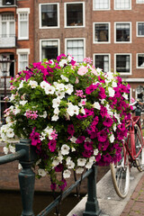 Fototapeta na wymiar flowers in the Amsterdam street