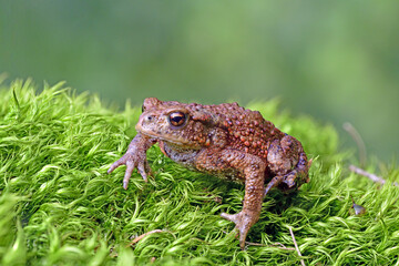 Bufo Bufo common European toad frog