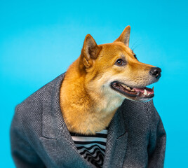 Funny dog Shiba inu looking side with sneaky face sycophant,  crawler attitude. Formal suit classic style clothing jacket. Blue background. Silly muzzle smile. Animal funny theme. Square composition  - obrazy, fototapety, plakaty